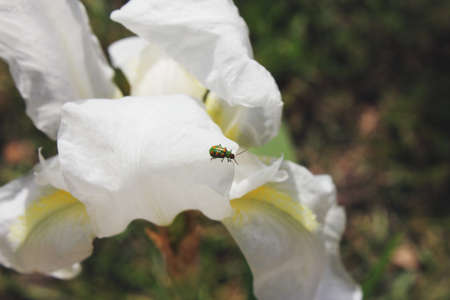 lily flower in the gardenの写真素材