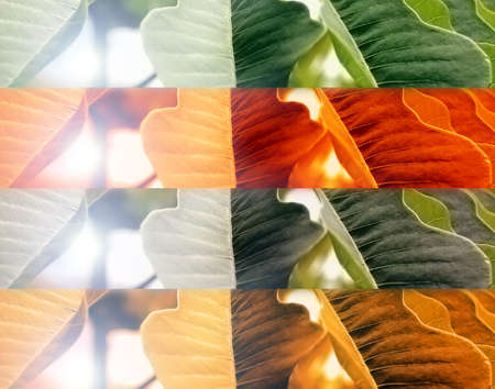autumn, spring, summer and winter seasons