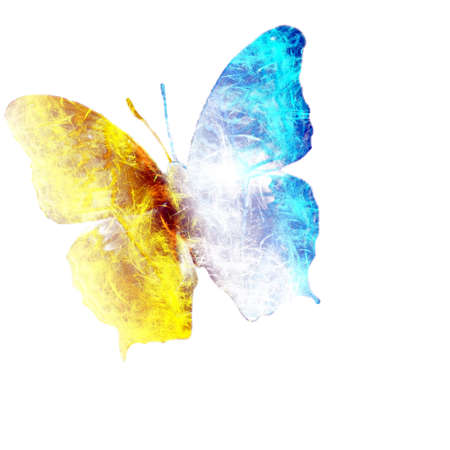 colorful butterfly on white backgroundの写真素材