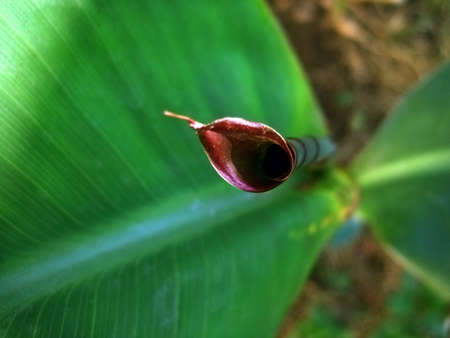 coiled tip, cane
