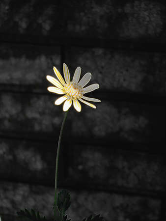 Flowerの写真素材
