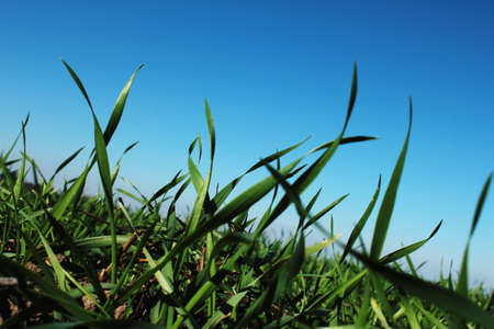 Grassy Field