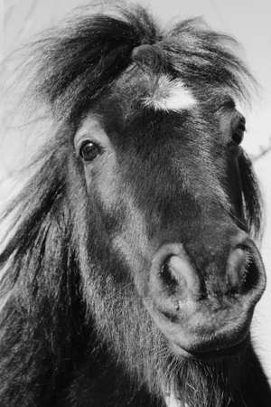 beautiful horse with the mane in the windの写真素材