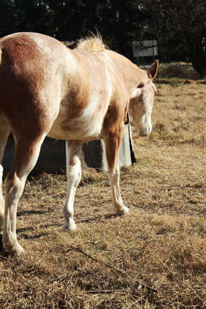 full view of a horse walkingの写真素材