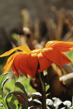orange flowerの写真素材