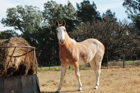 horse at farmの写真素材