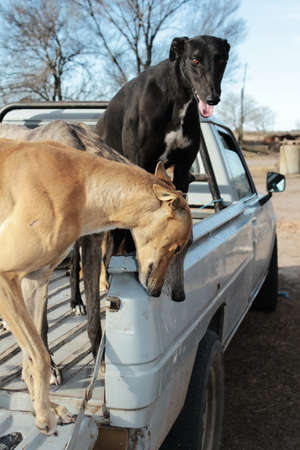 Greyhounds Dogsの写真素材