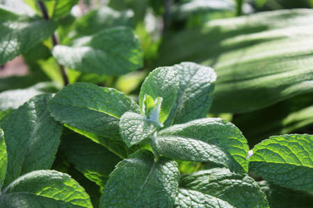 mint plantの写真素材