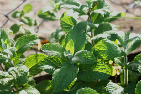 mintの写真素材