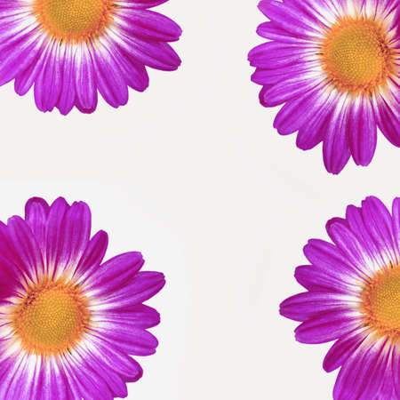  Chrysanthemum violetの写真素材