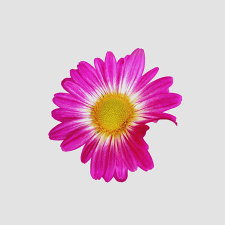 Daisy Isolatedの写真素材