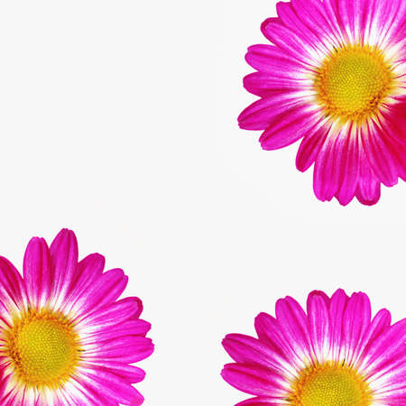 Daisy Isolated On Whiteの写真素材