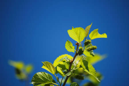  outbreak on blue skyの写真素材