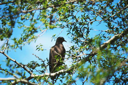 bird on the tree on blue skyの写真素材
