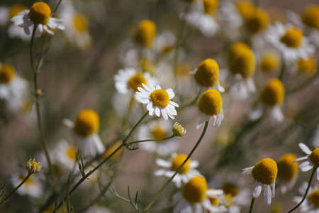 chamomile backgroundの写真素材