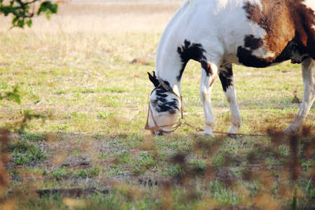 Horse grazing in the fieldの写真素材