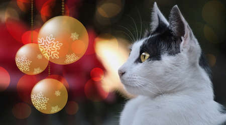 Christmas petの写真素材