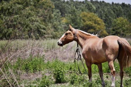 Horseの写真素材