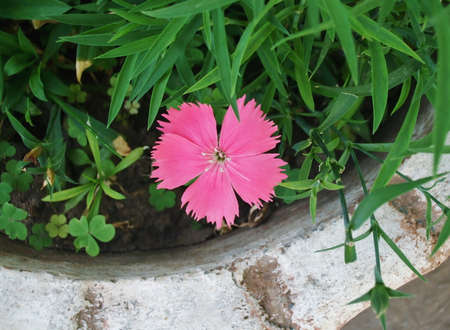 Dianthus flowers の写真素材