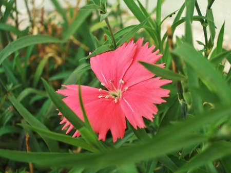 Dianthus flowers の写真素材