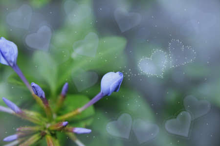 valentine day