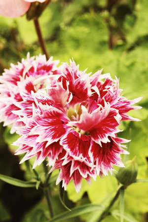 Pink in Nature, Dianthus Deltoidesの写真素材