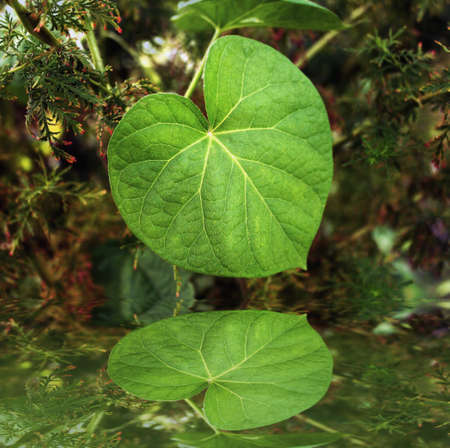 heart shaped leafの写真素材