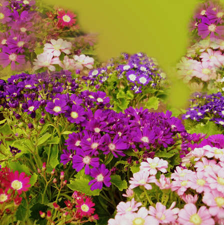 primrosesの写真素材