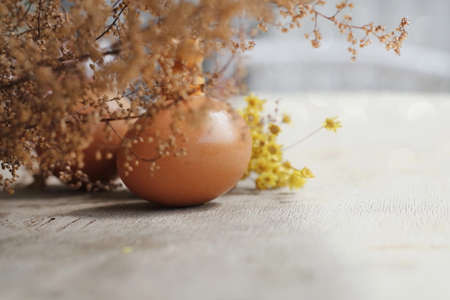 animal egg の写真素材