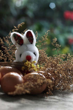 rabbit eggs behind on the farm