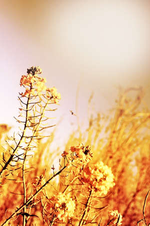  yellow flowers backgroundの写真素材