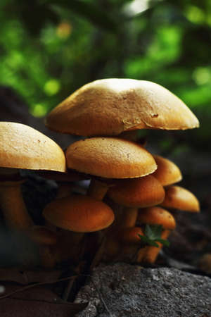 Mushroomの写真素材