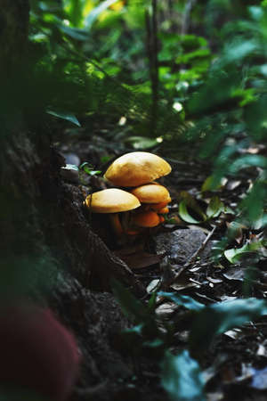 Forest, Autumn,の写真素材