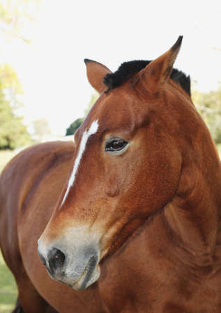 Close up of beautiful horseの写真素材