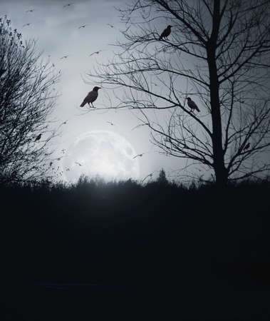 birds in the cold nightの写真素材