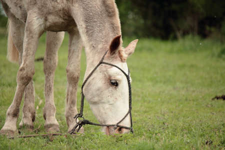 Eating horse detail