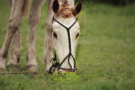 horse in the pastureの写真素材