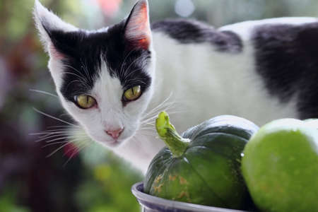 cat on the table in the vegetable garden with zucchiniの写真素材