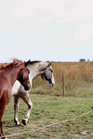 Two horses walking on the grass behind the fencesの写真素材