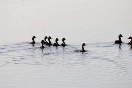 Ducks on a pond swimmingの写真素材