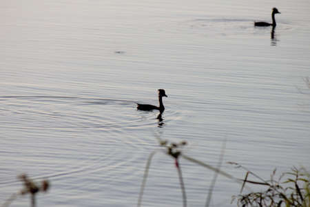 Ducks on a pondの写真素材
