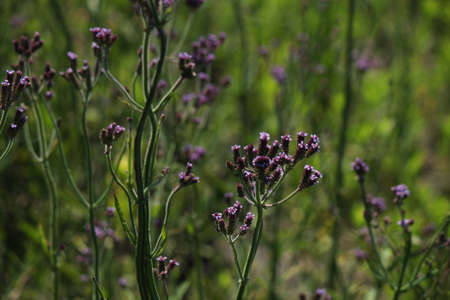 Spring Wildflowerの写真素材