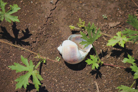 Snail on a wet groundの写真素材