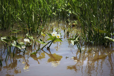 background beautiful pond with plantsの写真素材