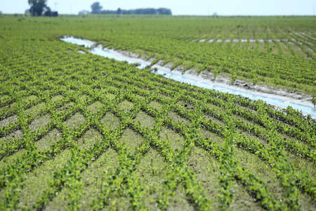 agriculture soybean in the first step of birthの写真素材