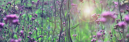 wild flowers in on a summer day.の写真素材