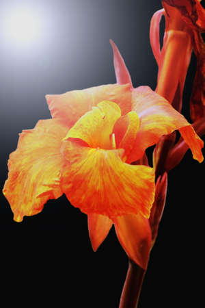 Canna indicaの写真素材