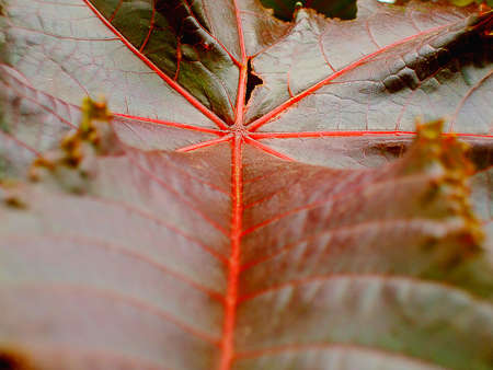 leaf with red ribbing in natureの写真素材