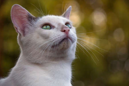 feline looking up and moving earsの写真素材