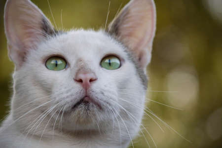 cat lookingの写真素材